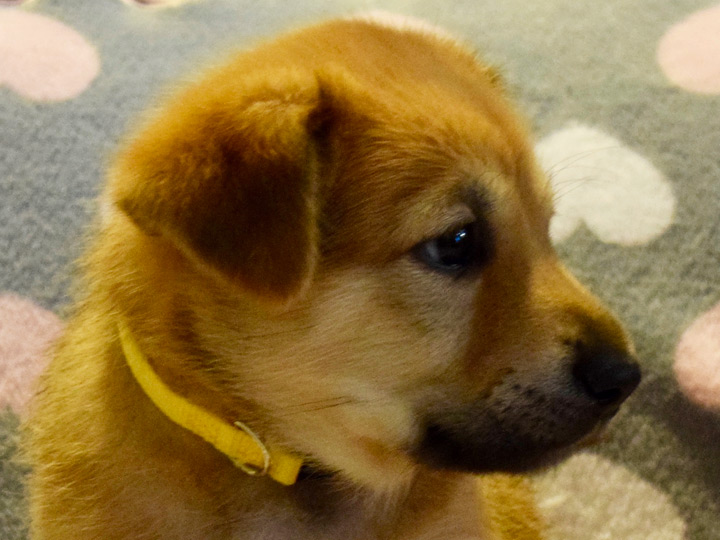 chinook puppy